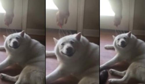 Kafası kaşınan köpeğin mutluluğu