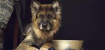 İncirlik Üssü'nün K-9 köpeği törenle emekli edildi
